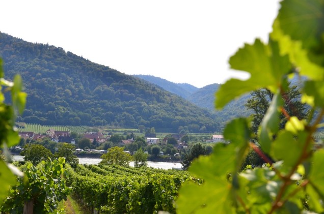 Em todo vale do Danúbio encontram-se extensos vinhedos, como estes em Dürnstein, que darão origem a vinhos refrescantes como o Riesling e o Grüner Veltliner