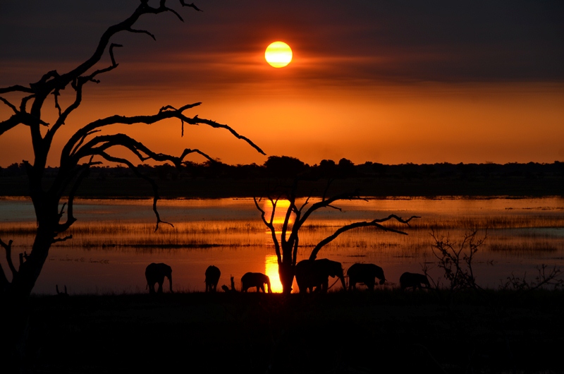 Ao final de tarde no Chobe National Park, em Botswana, elefantes se refrescam à beira do rio que dá nome ao parque.