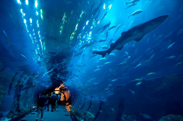 O incrível Dubai Aquarium fica dentro do maior shopping center do mundo, o Dubai Mall