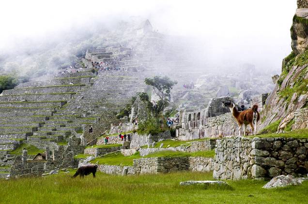 Lhamas nas terrazas de Machu Picchu Lhamas nas terrazas de Machu Picchu
