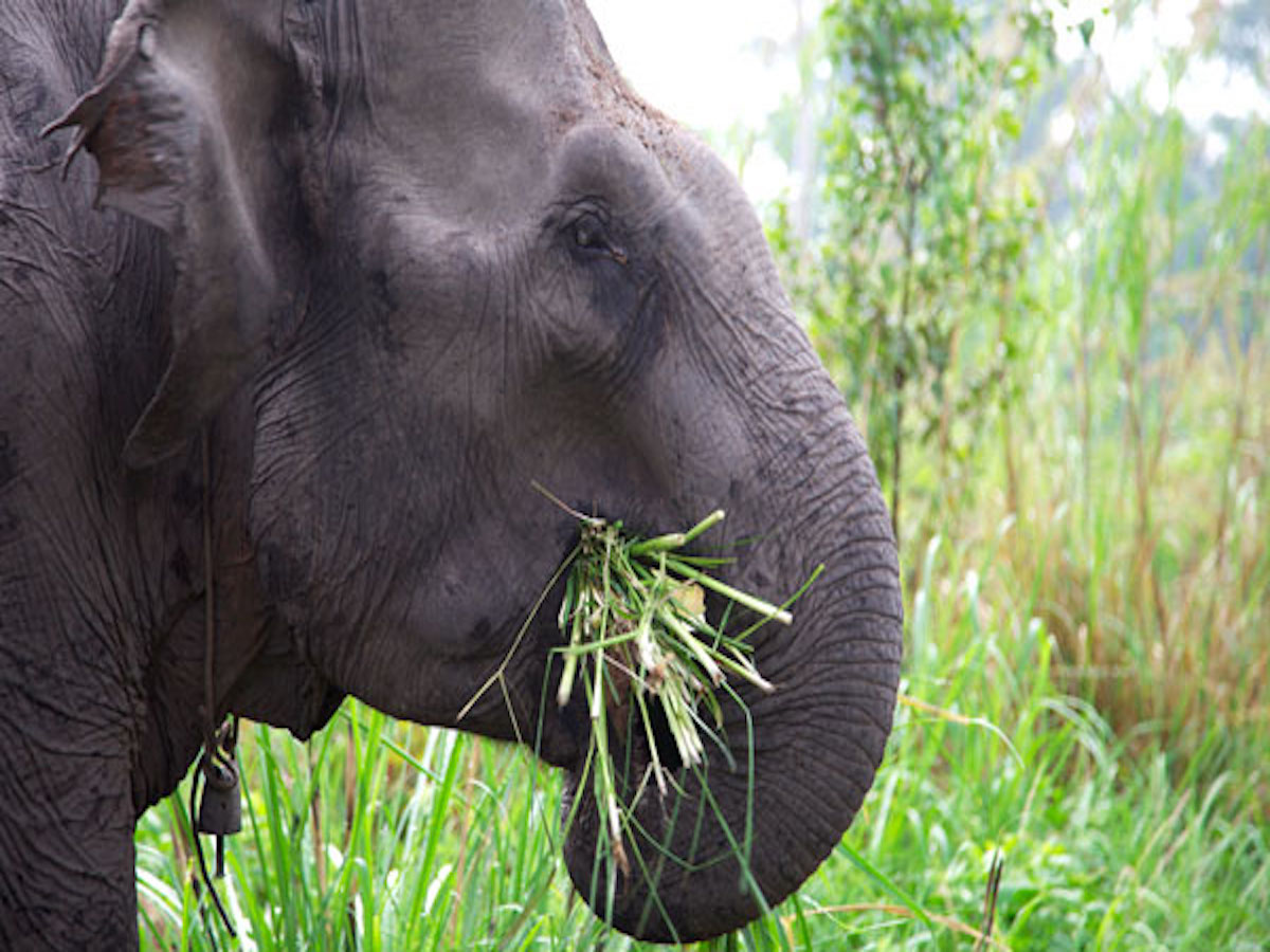 elefante1