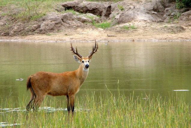 Maior espécie de cervídeo da América do Sul, o cervo-do-pantanal (<em>Blastocerus dichotomus</em>) vive em áreas alagadas com até meio metro de profundidade. Possui um casco característico com membranas interdigitais que é muito útil para distribuir o peso do animal sobre o solo lamacento e ainda ajuda na natação Maior espécie de cervídeo da América do Sul, o cervo-do-pantanal (<em>Blastocerus dichotomus</em>) vive em áreas alagadas com até meio metro de profundidade. Possui um casco característico com membranas interdigitais que é muito útil para distribuir o peso do animal sobre o solo lamacento e ainda ajuda na natação