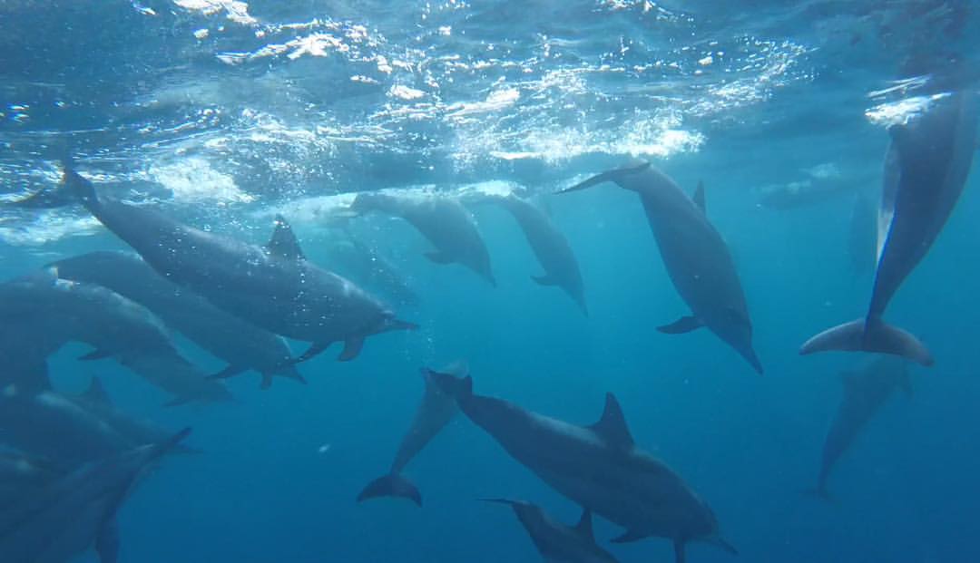 Família Schurmann e golfinhos