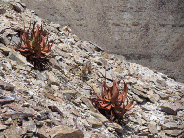 fish_river_canyon-19