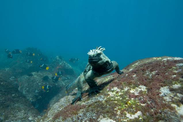 Iguana-marinha, nas Ilhas Galápagos; na mostra serão expostas 35 fotos captadas na produção do filme Oceanos Iguana-marinha, nas Ilhas Galápagos; na mostra serão expostas 35 fotos captadas na produção do filme Oceanos