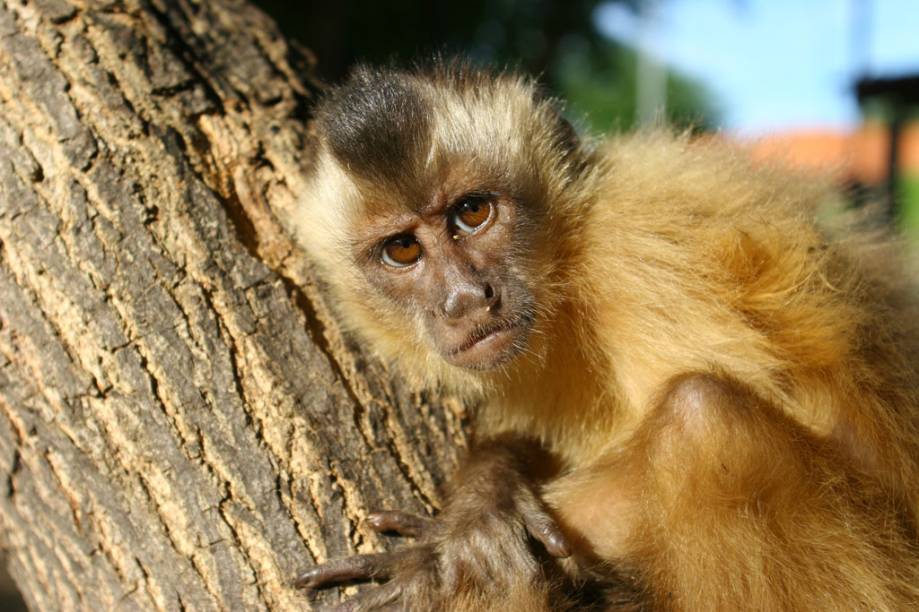 Macaco Prego na praia Vassouras nos <a href="http://viajeaqui.abril.com.br/estabelecimentos/br-ma-barreirinhas-atracao-parque-nacional-dos-lencois-maranhenses" rel="Lençóis Maranhenses" target="_blank">Lençóis Maranhenses</a>, Maranhão