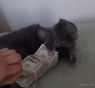 gato-dinheiro