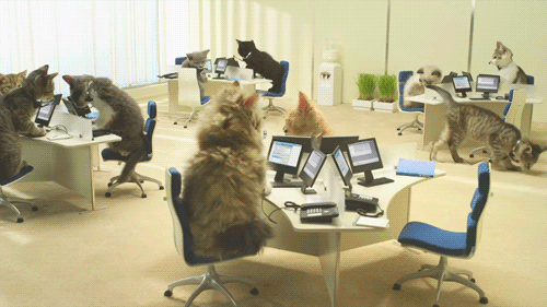 gatos nerds gif