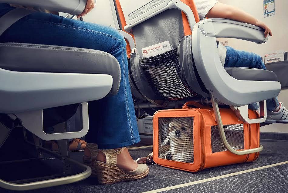 Gol-transporte-cachorro-gatos-voos