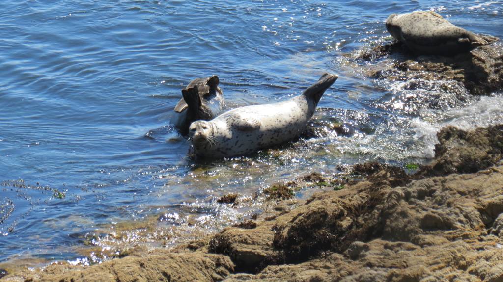 Colônia de focas na 17 Mile Drive