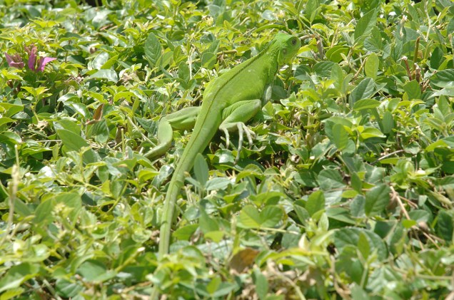 A Iguana Verde também é um símbolo de Tobago. É comum avistá-las pela ilha, verdes ou camufladas.