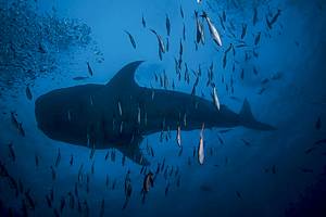 Tubarão – Taiti
