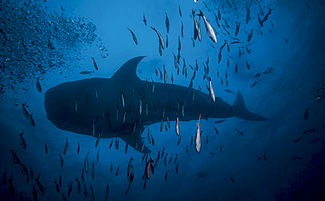 Tubarão – Taiti