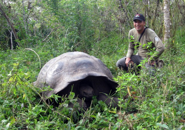 Tartaruga-gigante-de-galápagos Tartaruga-gigante-de-galápagos