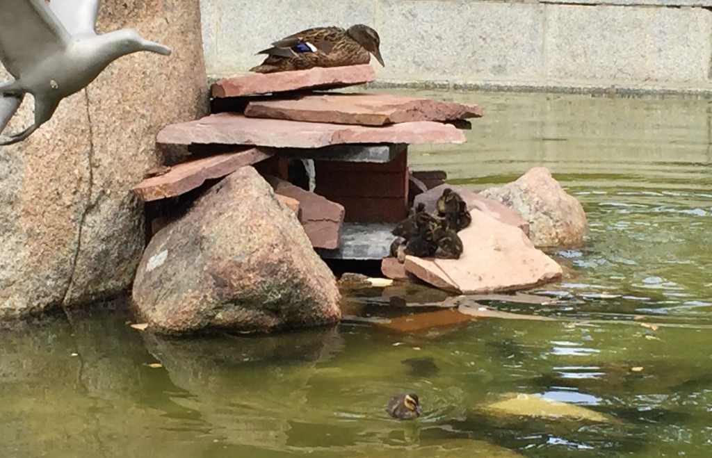 As tartarugas ficam no lago em frente ao Palácio de Cristal