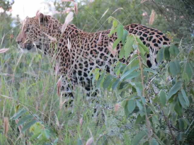 Sorte de principiante: um leopardo aos 15 do primeiro tempo