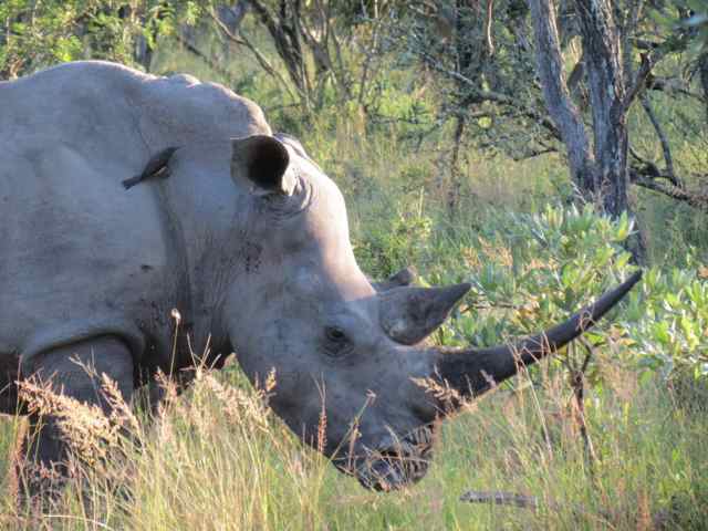 Cara a cara com um rinoceronte