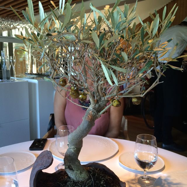 A primeira surpresa: um bonsai de oliveira de verdade com azeitonas carameladas penduradinhas nos galhos
