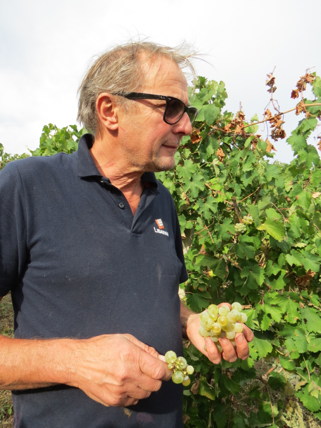 Walter Massa confere a qualidade da uva