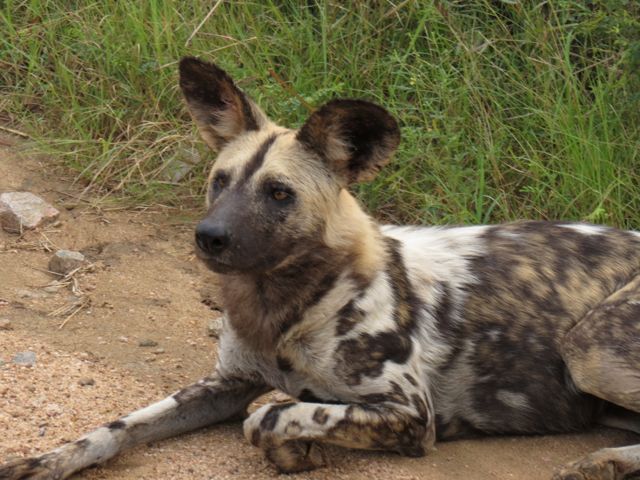Cachorro selvagem: mais fácil no Kruger