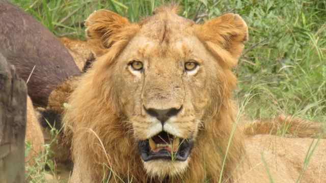 O rei, ao vivo e a cores, no Kruger National Park