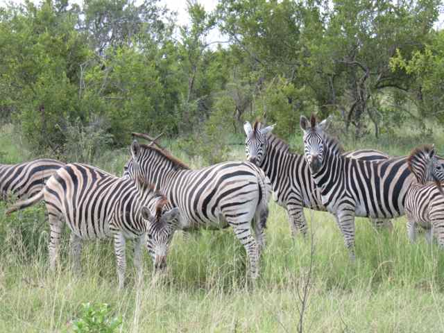 Zebras: presença garantida em qualquer lugar do parque