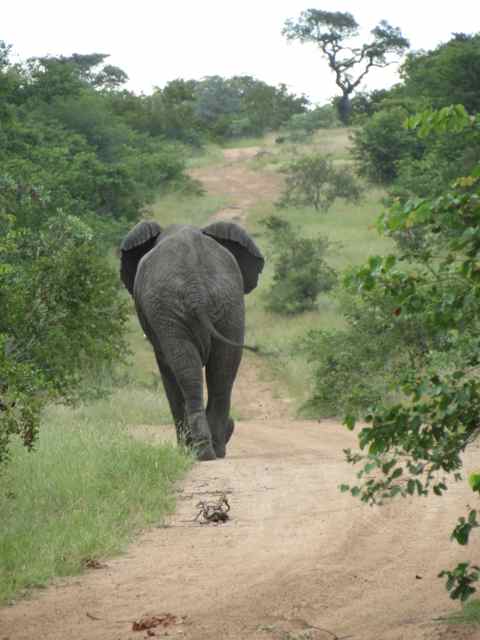 Olha o passo do elefantinho...