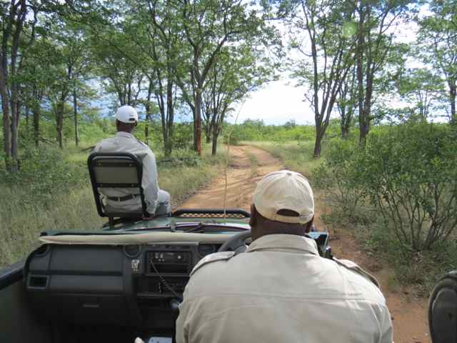 Treker (na cadeirinha da frente) + ranger, a dupla dinâmica das reservas privadas (na foto, Ngala Game Reserve)