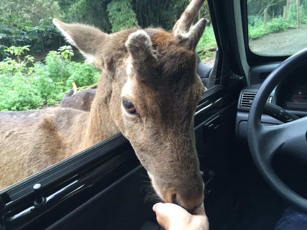 Os cervos colocam a cabeça pra dentro do carro sem medo (foto: Família Nômade)