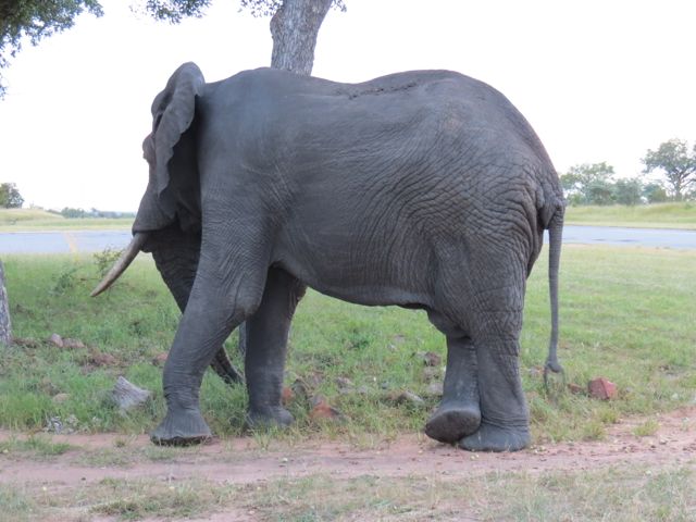 Elefante dando um relax ao lado da pista de pouso