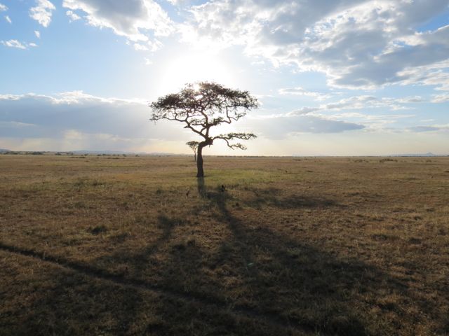 O visual do Serengeti