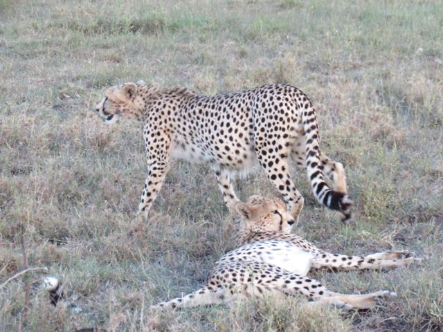 Guepardos dando mole no Serengeti