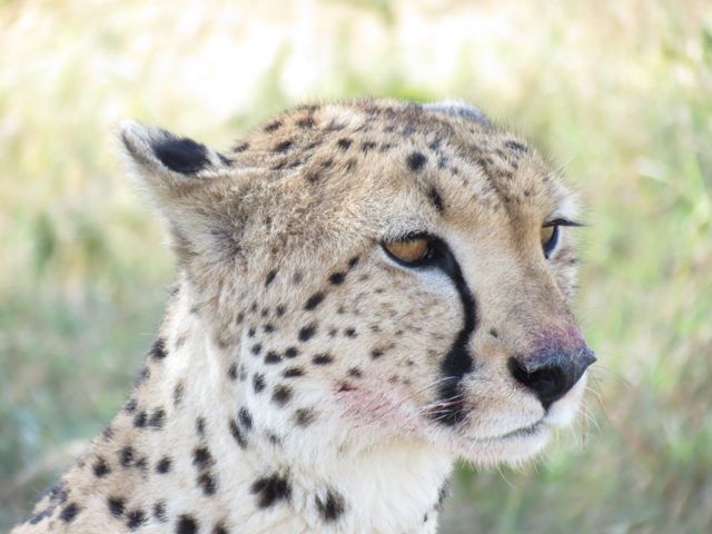 Enfim, o guepardo (com bigodinho sujo de sangue depois de comer uma gazela de café da manhã)