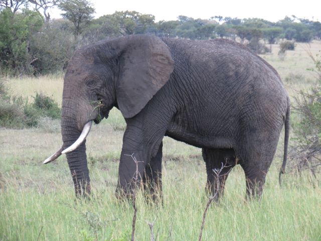 Elefantão solitário