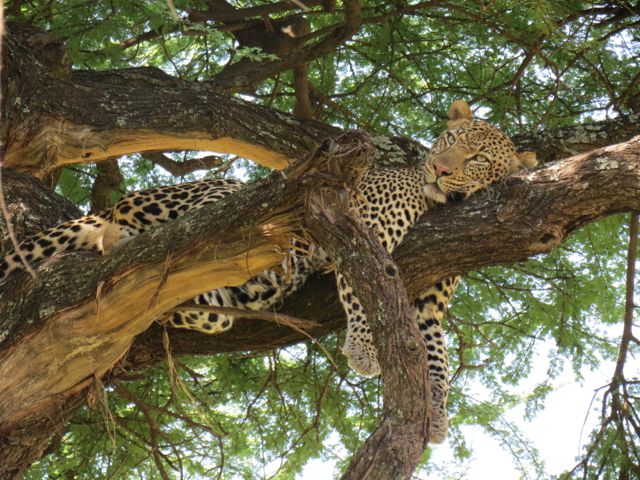 Leopardo maravilhoso no Serengeti