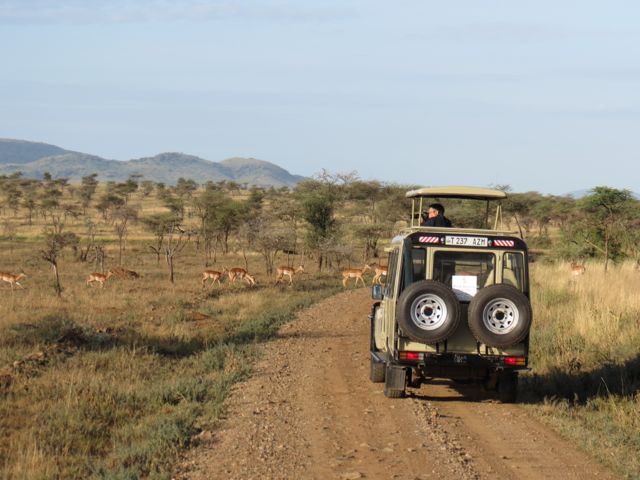 Típico jipe de safári no Serengeti: você vai só com a cabeça pra fora, tipo um telescópio