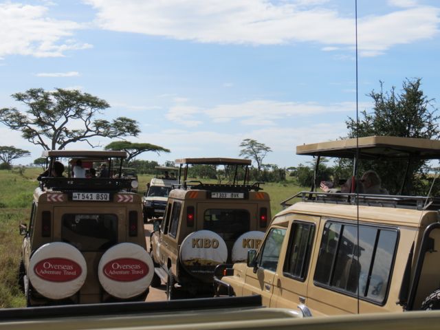 Hora do rush no Serengeti