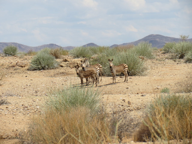 Zebrinhas perplexas nos arredores do Fish River Canyon