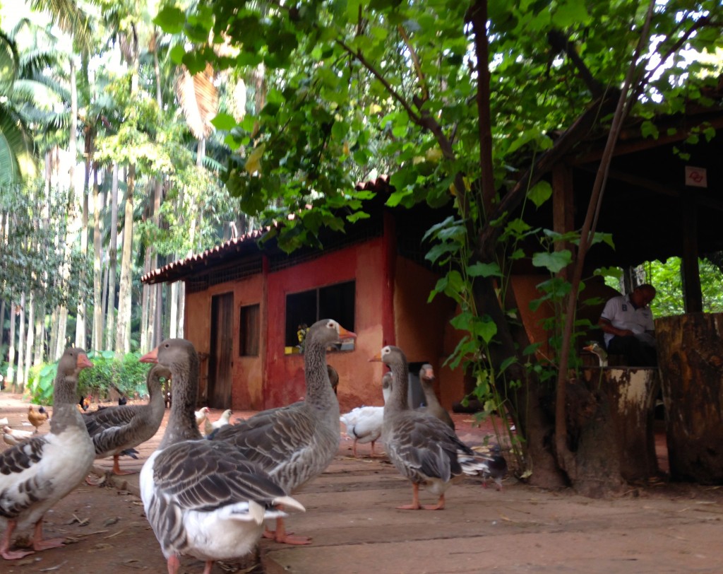 Os patos ficam em volta da Casa do Caboclo. (Foto: Família Nômade)