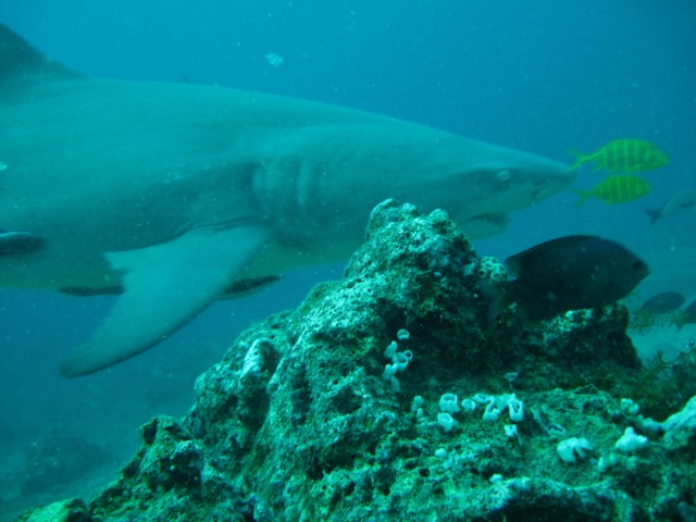 Booo, olha o tubarão touro aí, gente! (Juro que tirei essa foto sem zoom). Beqa Laggon: entre os melhores mergulhos do mundo