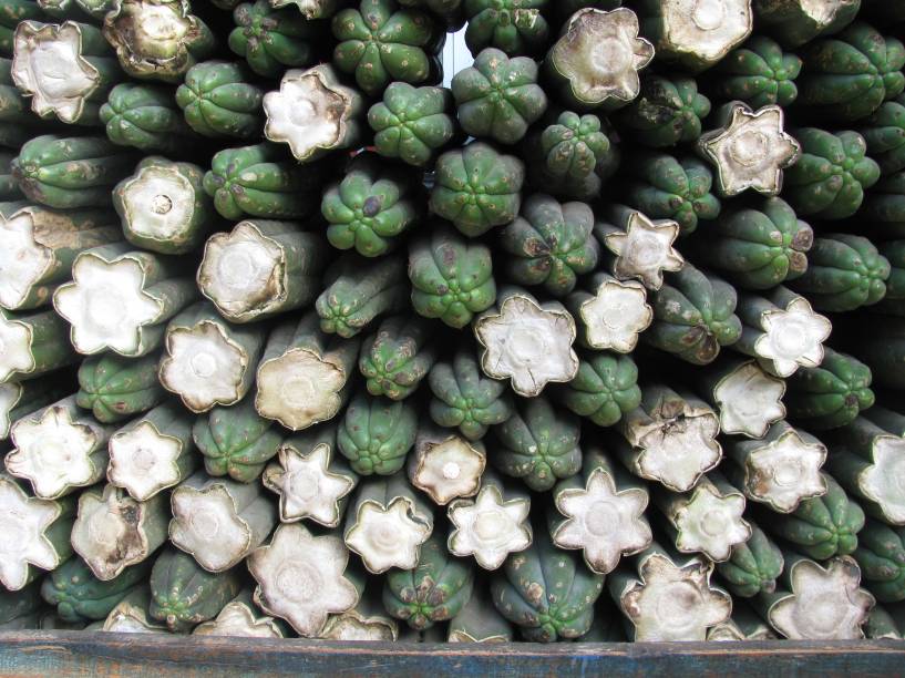 Cacto de San Pedro exposto na Feira das Bruxas, em Chiclayo