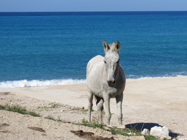 O cavalo branco solitário