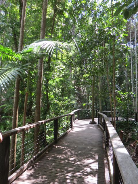A passarela e madeira que atravessa o bosque