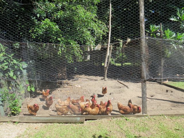 Até as galinhas são criadas ali mesmo...