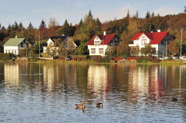 Cisnes vivem tranquilamente em lago na cidade de Reykjavik