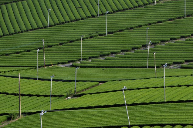 Plantações de chá  em Yame, Fukuoka