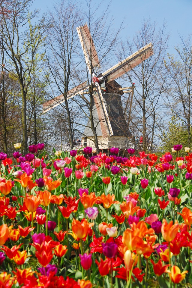 keukenhof_garden-1-1