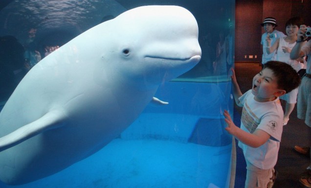 Garoto se diverte com uma beluga no aquário Hakkejima Sea Paradise, em Yokohama, Japão
