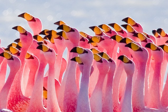 Flamingos são presença constante nas lagunas do altiplano boliviano; na foto, um bando se exibe na laguna Hedionda (que tem este nome porque exala um cheiro forte)