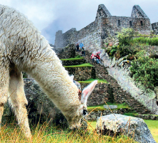 BEM NA FOTO: Lhama em Machu Picchu